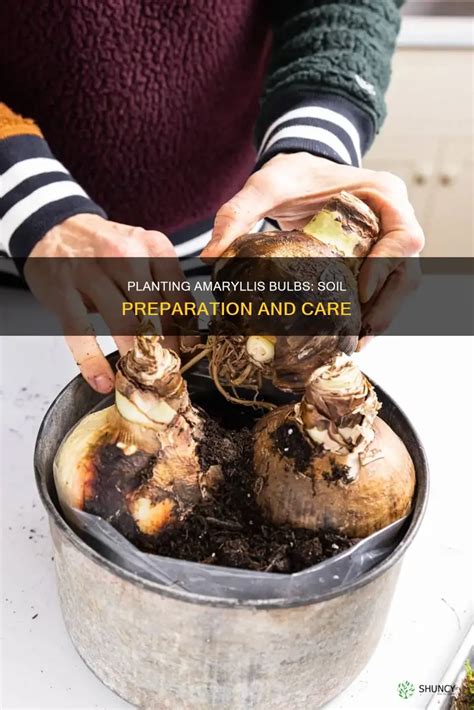 soil for amaryllis bulbs