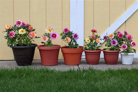 soil for dahlias in containers