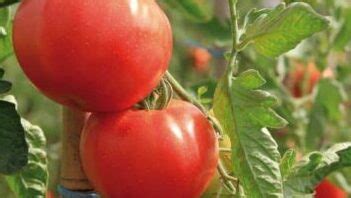 Solanum Subsect Lycopersicon