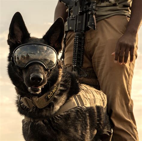 Soldier Dog