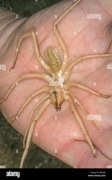 Solifugae Camel Spider