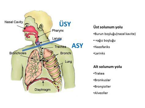 solunum sistemi anatomisi