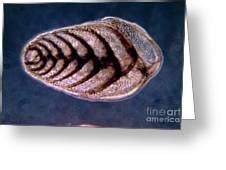 art photo by Zella Dicki