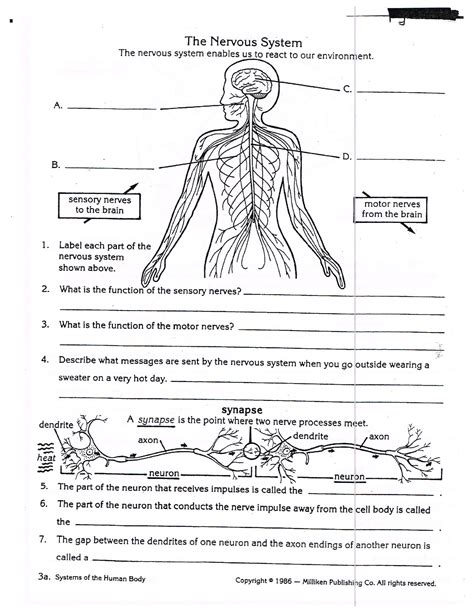 Solution The Nervous System Biology Worksheet Studypool Body System Challenge Worksheet Answers - Body System Challenge Worksheet Answers