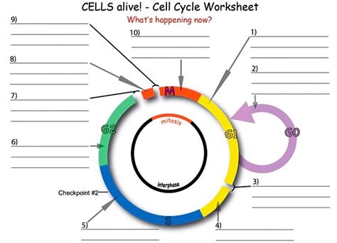 Solved 9 Cells Alive Cell Cycle Worksheet What Cell Alive Worksheet Answers - Cell Alive Worksheet Answers