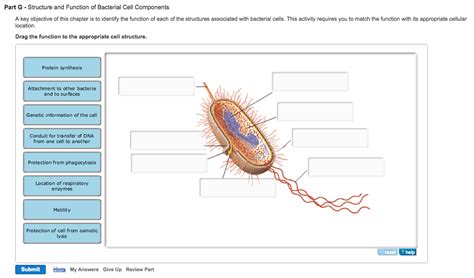Solved Bio455 Chegg Com Bacterial Cell Worksheet Answers - Bacterial Cell Worksheet Answers