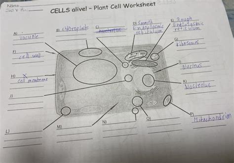 Solved Name Sav Ani Cells Alive Plant Cell Cell Alive Worksheet Answers - Cell Alive Worksheet Answers
