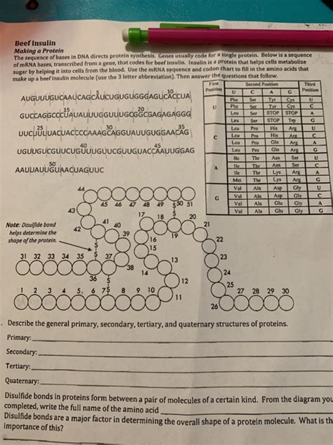 Solved Party Farebuie Beef Insulin Making A Protein Beef Insulin Molecule Worksheet Answers - Beef Insulin Molecule Worksheet Answers