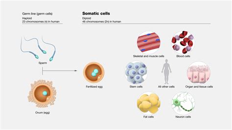 Somatic Cells Chromosomes