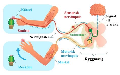 somatosensoriska nervsystemet