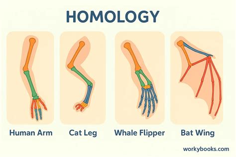 Some Examples Of Homologous Structures