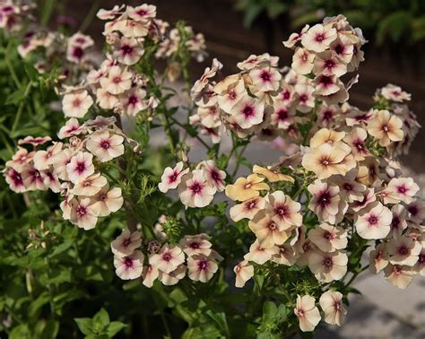 sommarflox cherry caramel