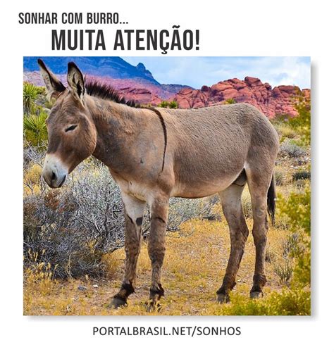 Sonhar Com Burro