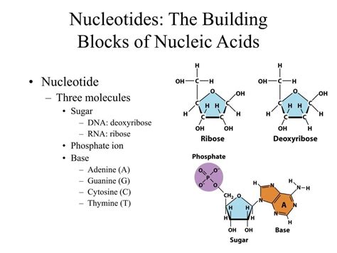 Sort These Nucleotide Building Blocks By Their Name Or Classification