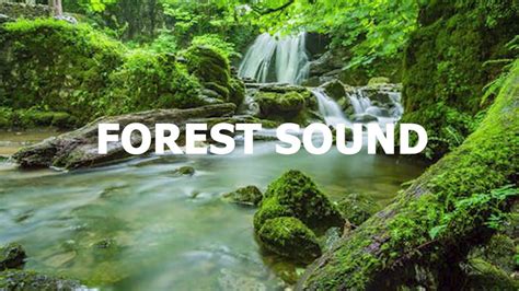 Sounds Of The Forest For The Elementary Music First Grade Squilt Music Worksheet - First Grade Squilt Music Worksheet