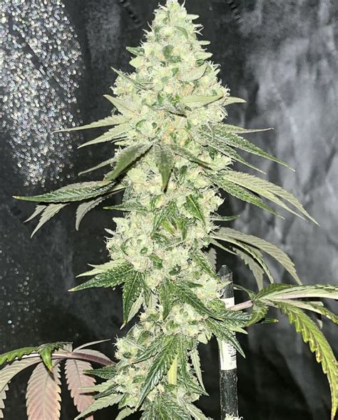 sour apple ibl seeds - farares.com