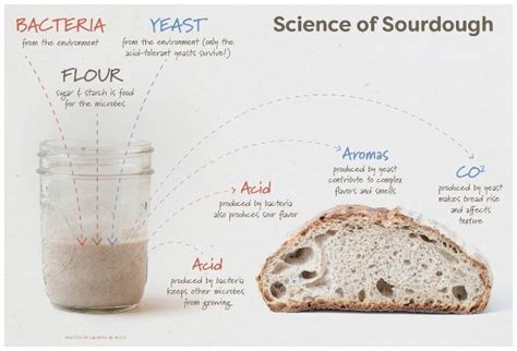 Sourdough For Science How You Can Create A Science Of Sourdough Starter - Science Of Sourdough Starter