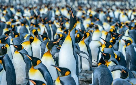 South Georgia Bird Flu Infects Penguins At Famous Science Ideas Com - Science Ideas Com