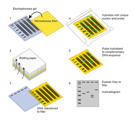 southern blot_第8页 - 无痕网