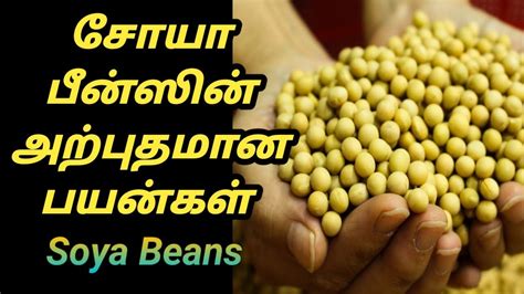 soya bean - English to Tamil Meaning Tamil lexicon Dictionary