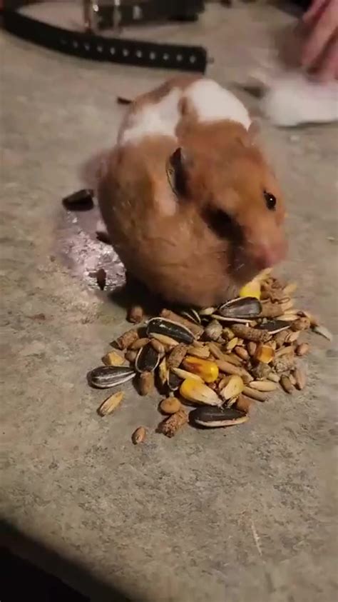 spaarzaamheid vs hamsteren