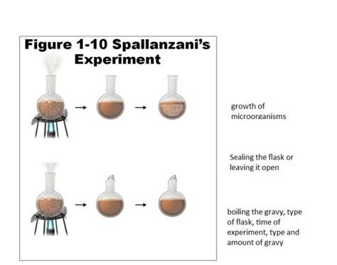 Spallanzani 039 S Experiment Quiz Spontaneous Generation Worksheet - Spontaneous Generation Worksheet