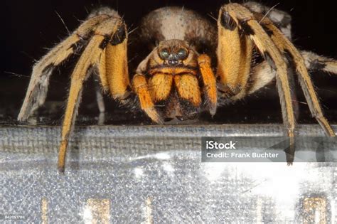 Spanish For Spider