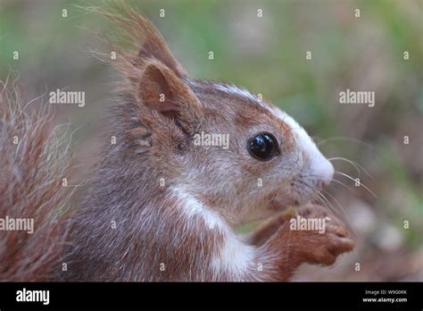 Spanish For Squirrel