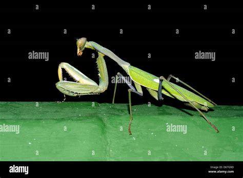 Spanish Praying Mantis
