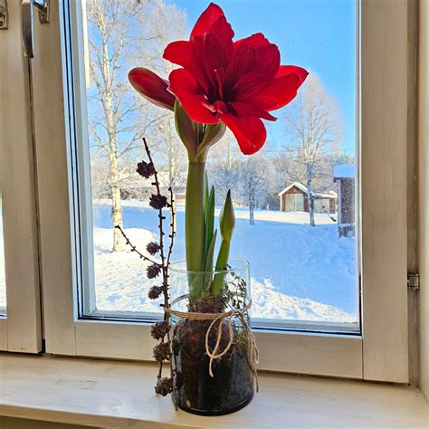 spara amaryllislökar