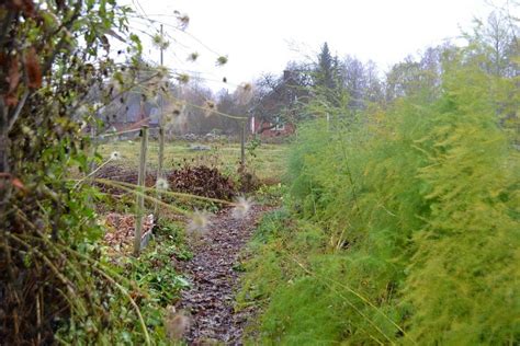 sparrisplantering tips