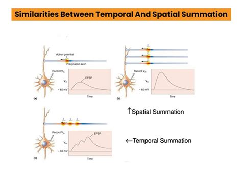 Spatial Vs Temporal Summation