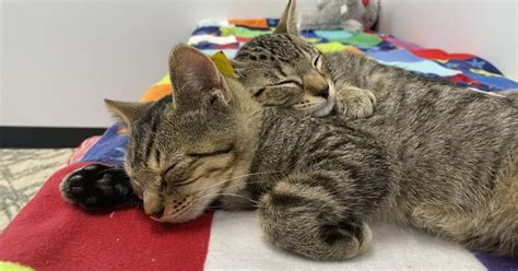 spca georgetown delaware
