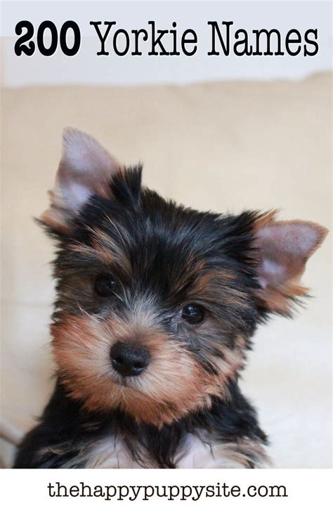 special Yorkie names