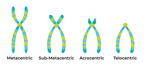 Special Types Of Chromosomes
