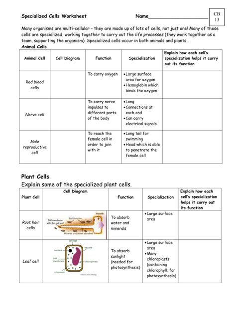 Specialized Cells Worksheet Answers Pdf Cell Biology Leaf All About Cells Worksheet Answers - All About Cells Worksheet Answers