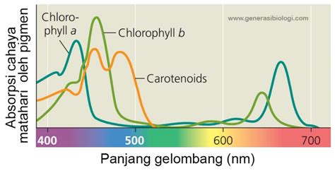 Spektrum Warna Biru  Aquaplantarium Spektrum Cahaya Yang Dibutuhkan Untuk Fotosintesis - Spektrum Warna Biru