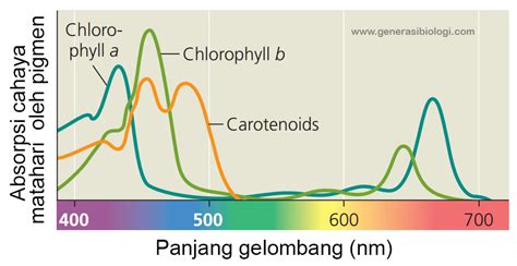 Spektrum Warna Biru  Red Chlorophyll Proses Fotosintesis Dan Efeknya Pada Warna - Spektrum Warna Biru