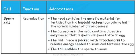 Sperm Cell Adaptations