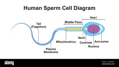 Sperm Cell Diagram
