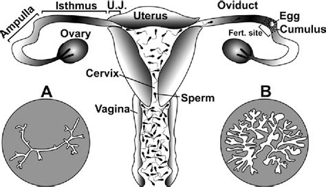 sperm in vagin