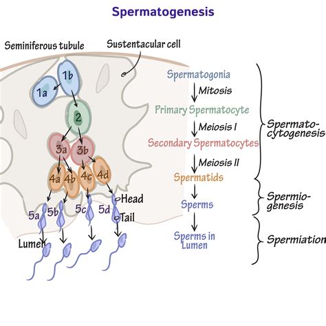 spermatogenesis