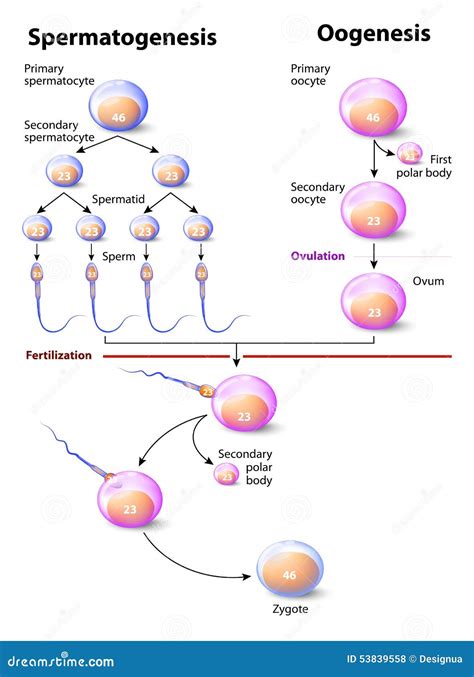 Spermatogenesis And Oogenesis