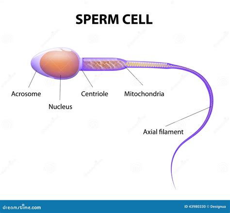 spermatozoa 뜻