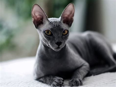 sphynx | Mo Sphynx Mo Khng Lng Ca hng