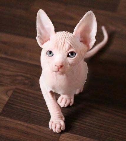 sphynx preço