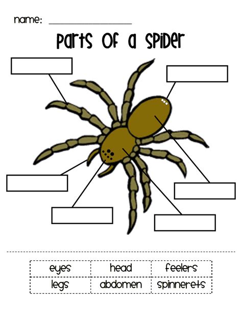 Spider 1st Grade Worksheet   Spiders Animal Study For Kindergarten A Dab Of - Spider 1st Grade Worksheet