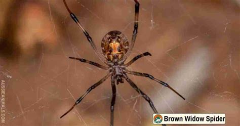 Spider Adaptations