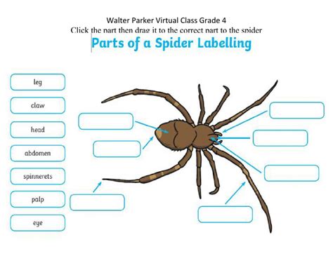 Spider Anatomy Worksheet Education Com Spider 1st Grade Worksheet - Spider 1st Grade Worksheet