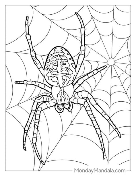 spider coloring page